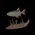 Perlin-5.gif fish common rudd statue detailed texture for 3d printing