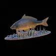carp-high-quality-klacky-1.gif big carp 2.0 underwater statue detailed texture for 3d printing