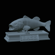 Bass-mouth-2-statue-4-2.gif fish Largemouth Bass / Micropterus salmoides in motion open mouth statue detailed texture for 3d printing