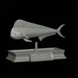 Base-mahi-mahi-3.gif fish mahi mahi / common dolphin fish statue detailed texture for 3d printing