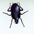 tinywow_MP4_32040840.gif COCKROACH - DOWNLOAD Cockroach 3d model - animated for blender-fbx-unity-maya-unreal-c4d-3ds max - 3D printing COCKROACH COCKROACH