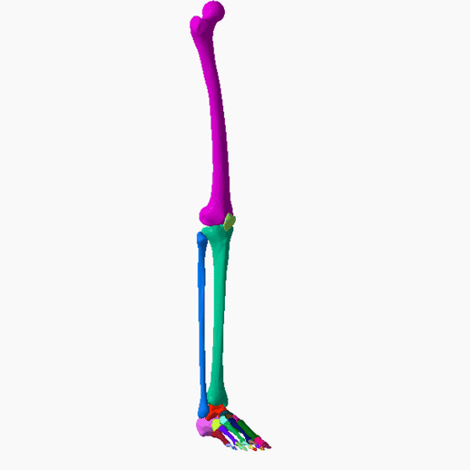 3D file SKELETON OF RIGHT LOWER LIMB 3D SEGMENTED 32 PARTS 💀 ・3D print ...