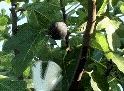 figues (4).gif Fig pickings