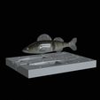 Am-bait-zander-13cm-6mm-eye.gif AM bait zander / pikeperch fish 13cm breaking form for predator fishing