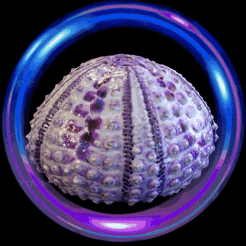 1.gif STL file sea urchins. sea urchins・3D print design to download, zaider