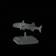 Barracuda-huba-trophy-3.gif fish great barracuda statue detailed texture for 3d printing