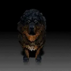 Tibetan-Mastiff.gif Fichier STL Dogue du Tibet - RACE CHIEN - CANIN -3D PRINT MODEL・Objet pour impression 3D à télécharger