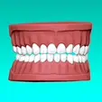 teeth.gif Set of Teeth Dental Model