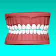 teeth.gif Set of Teeth Dental Model