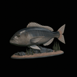 Dentex-statue-1.gif fish Common dentex / dentex dentex statue underwater detailed texture for 3d printing