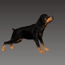 rottweiler-stl.gif Файл STL Бдительность ротвейлера・3D-печатная модель для загрузки