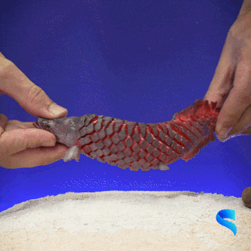 Pirarucu-GIF-1.gif Pirarucu