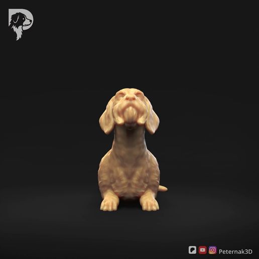 Dachshund-Wire-Haired-Pose-08.mp4 Dachshund Wire Haired Pose 08