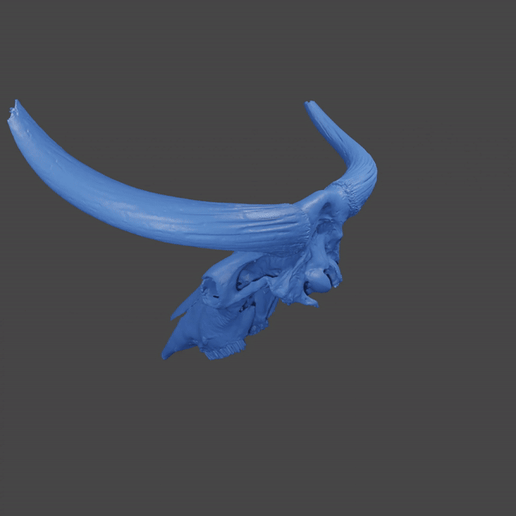 Aurochs skull
