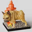 Franchi-peeing-on-fire-hydrant.gif Franchi peeing on fire hydrant-Franchi French Bulldog, - STL - DOG BREED - SITTING POSE - 3D PRINT MODEL