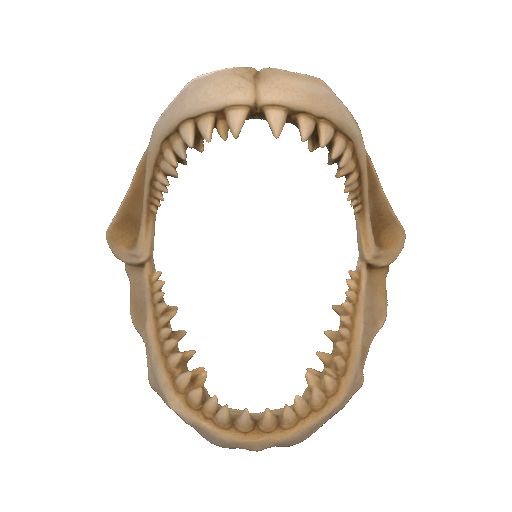 43ac2bd47b30645c85feb9830eef8b23.gif Mandíbula de Megalodón