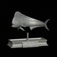 mahi-mahi-mouth-statue-6.gif fish mahi mahi / common dolphin fish open mouth statue detailed texture for 3d printing