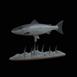 salmo-salar-1-3.gif Atlantic salmon / salmo salar / losos obecný fish underwater statue detailed texture for 3d printing