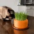 HydroponicCatGrassGrowerEat.gif Carrot Cat Grass Hydroponic Grower to grow Cat Grass without Soil