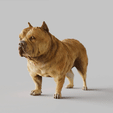 American-Bulldog.gif American Bulldog - STL & VRML COLOR FORMAT !- DOG BREED - SITTING POSE - 3D PRINT MODEL