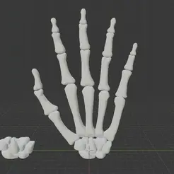 Modelo.gif Bones of the hand