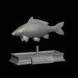 carp-statue-6.gif fish carp / Cyprinus carpio statue detailed texture for 3d printing