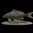 carp-podstavec-high-quality-1-2.gif big carp underwater statue detailed texture for 3d printing