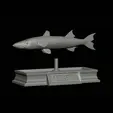 Barracuda-base-3.gif fish great barracuda / Sphyraena barracuda statue detailed texture for 3d printing