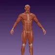 Cuerpo_Anatomia.gif Male body anatomy