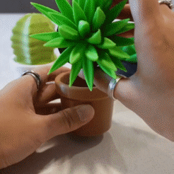 7a540922-3c22-43b4-a6dd-7ea95fd32791.gif STL file Succulent Fidget Containers・Model to download and 3D print
