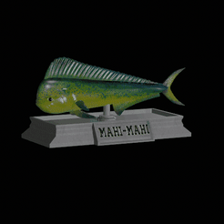 Mahi-mahi-model.gif Fichier STL statue de poisson mahi mahi texture détaillée pour impression 3d・Objet imprimable en 3D à télécharger