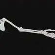 Upper_limb_2023-Oct-09_07-58-27PM-000_CustomizedView24043137374_mp4.gif HR Segmented Left upper limb bones, Hand, Arm and Shoulder