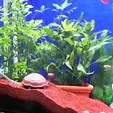 anigif2.gif turtle for aquarium