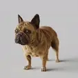 French-Bulldog,Frenchie.gif French Bulldog,Frenchie - STL & VRML COLOR FORMAT !- DOG BREED - SITTING POSE - 3D PRINT MODEL