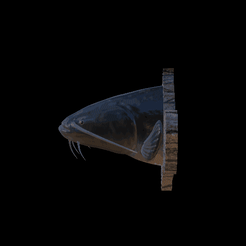 sumec-podstavec-high-quality-1-2.gif Fichier STL poisson-chat texture détaillée trophée taxidermie pour impression 3d・Objet pour impression 3D à télécharger, ARTMANS