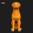 433-Chesapeake_Bay_Retriever_Pose_04.gif Chesapeake Bay Retriever Dog 3D Print Model Pose 04