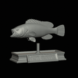 White-grouper-open-mouth-statue-6.gif fish white grouper / Epinephelus aeneus open mouth statue detailed texture for 3d printing
