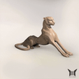 yiixpe-2024.185.gif Ralph Lauren Cheetah