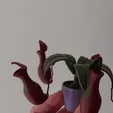 nepenthes.gif make a nepenthes carnivorous plant