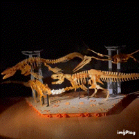 gif-museum.gif 3D file [3Dino Puzzle]Large Dinosaur Museum Premium Set・3D printing design to download