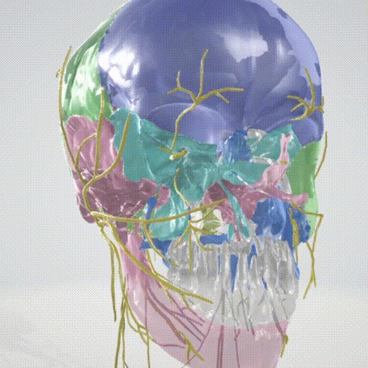 FULL-CRANIAL-NERVES.gif 3D Cranial nerves & Facial Skull Model