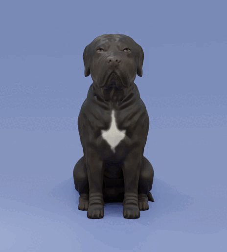 0001-0149cc.gif Perro sentado Cane corso - Mastín italiano