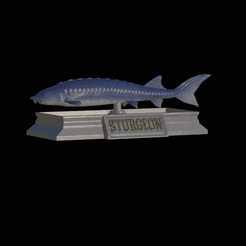 Gudgeon-model-1.gif STL file fish sturgeon / huso huso statue detailed texture for 3d printing・3D print design to download