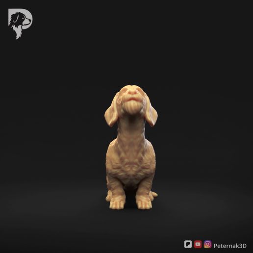Dachshund-Miniature-Wire-Haired-Pose-05.mp4 Dachshund Miniature Wire Haired Pose 05