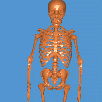 20220406_115452.gif ESQUELETO 3D