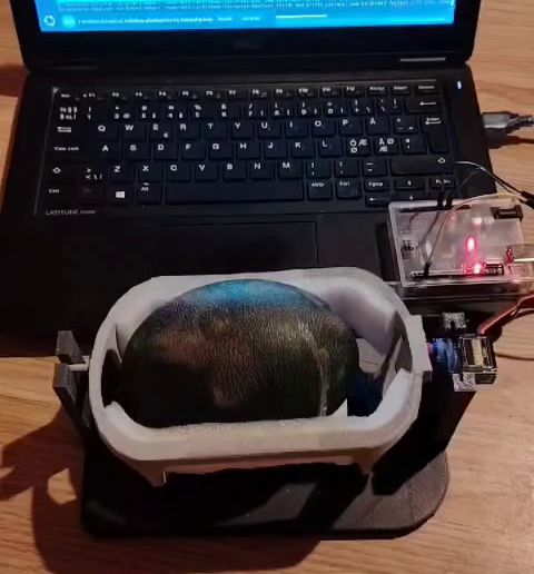 HnVideoEditor_2024_11_29_143048032.mp4 emu egg turner