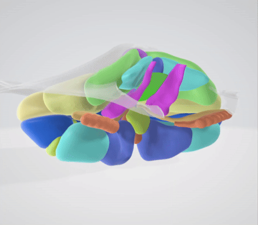 21 Parts High resolution Cerebellum 3D Anatomy Model