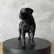 20240425154240.gif Rottweiler Low Poly