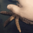 20230507_125638.gif Articulated fidget toy