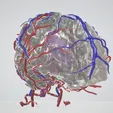 brain,-hemisphere,-cavernous,-human-brain,-brain-stem,-cerebral,-cranial,-nerve,-pons,-willis-circle.gif Modèle de cerveau en 3D avec hémisphère, tronc cérébral, cervelet et système artériel et veineux très détaillé, y compris le cercle de Willis.